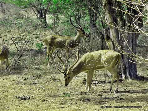 Sinharaja Rain Forest (Biosphere Reserve) | AmazingLanka.com