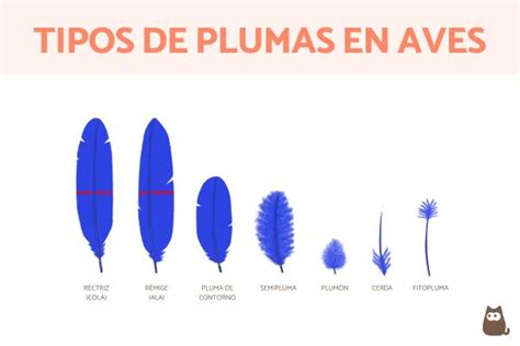 Tipos de plumas de aves y su función - ¡Atento!