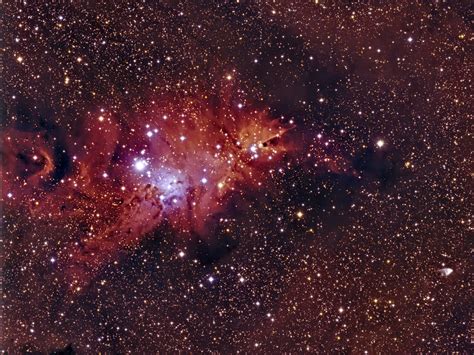 Nebulae, NGC2264 Christmas Tree Nebula