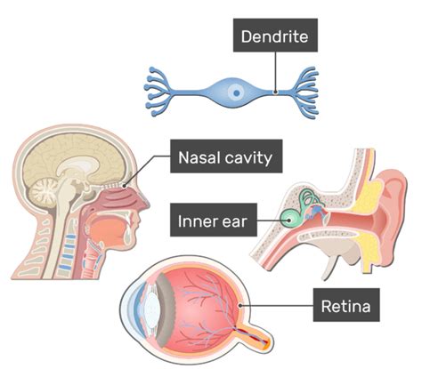 Bipolar Neurons - Structure and Functions | GetBodySmart