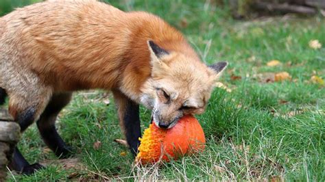 What Do Red Foxes Eat? A Surprising Variety – animalfoodplanet