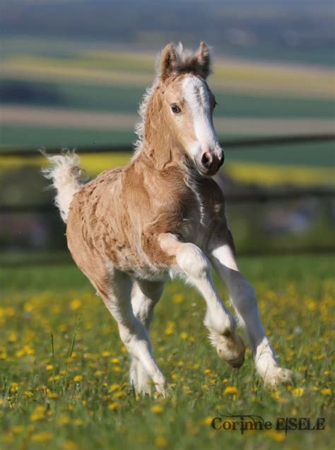 Simple Pleasures...all in Bokeh — scarlettjane22: Palomino gypsy vanner foal ...