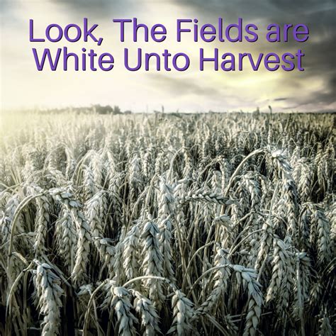 Look, The Fields Are White Unto Harvest - HoldToHope