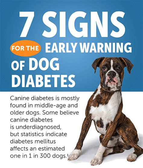 Diabetes in Dogs |Well Pet Post | Lambert Vet Supply