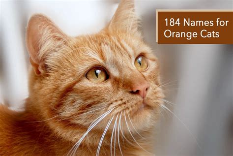 184 Names for Orange Cats: Ideas for Boy or Girl – Very Many Names