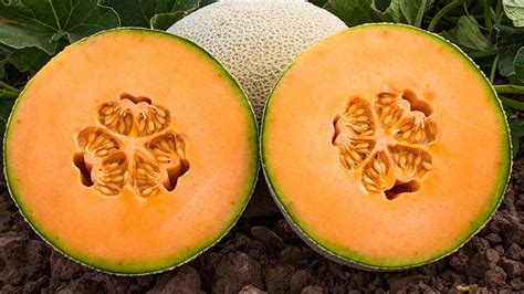 10 Cantaloupe And Melon Varieties You Need To Know - Growing Produce