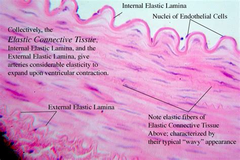 Elastic Connective Tissue