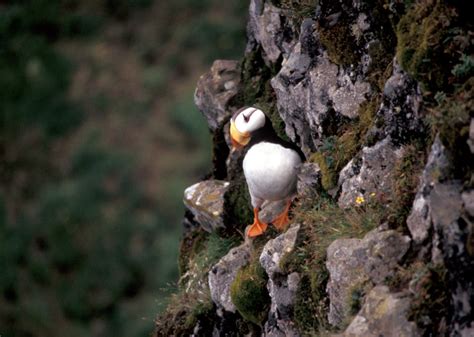 Horned Puffin - Fratercula corniculata - NatureWorks