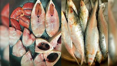 Ilish Fish | হিমোগ্লোবিন বাড়ে হুড়মুড়িয়ে, হার্ট ভাল রাখে, ইলিশের ডিমের উপকারিতা জানলে চমকে ...