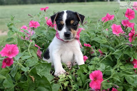 Emma: Jack Russell Terrier puppy for adoption near Dallas / Fort Worth ...