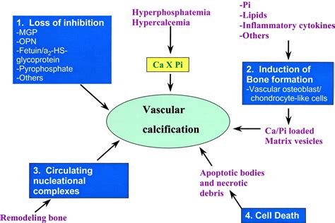 Vascular Calcification Mechanisms : Journal of the American Society of ...