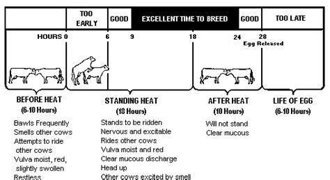 How to breed a Miniature Jersey and detect heat in a cow for breeding Cattle Barn, Show Cattle ...