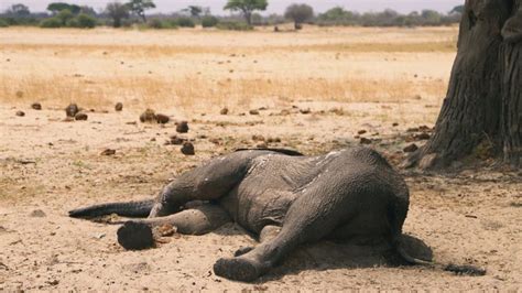 African Elephants Dying By The Hundreds From Drought & Famine - Signs ...