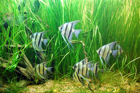 Selective Breeding and Genetics for Angelfish | PetHelpful