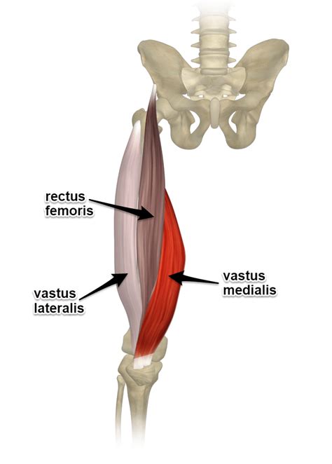 Squat Anatomy — Restore Function Physiotherapy