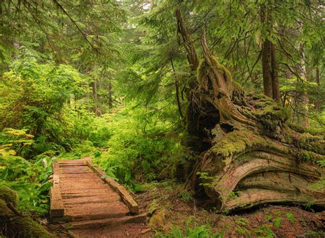 Guide to Washington State's Ancient Forests, Giant Trees, and Old ...