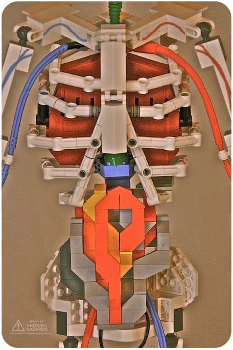 Human Anatomy in LEGO | Onelargeprawn