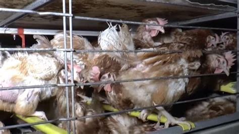 Petition · End the disgusting conditions of battery farmed hens ...