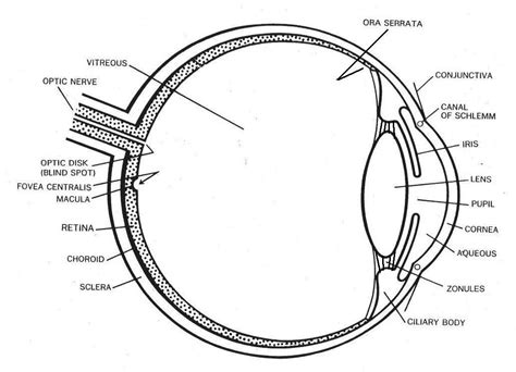 Module 1: Labeled Diagram of the Eye | Eye health | Pinterest | Activities