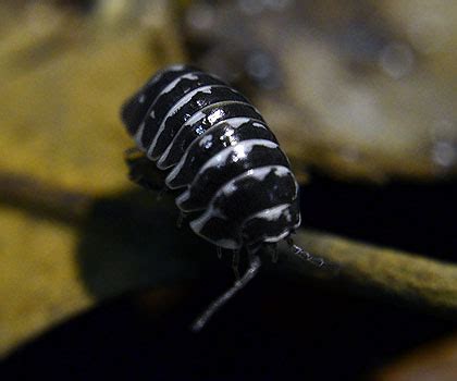 Isopod Care & Information - Breeding Isopods in Captivity | NEHERP - Your One Stop Vivarium Shop ...