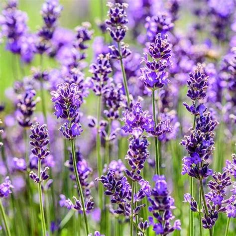 Lavanda – Vivero Chillan | Árboles y Plantas Ornamentales