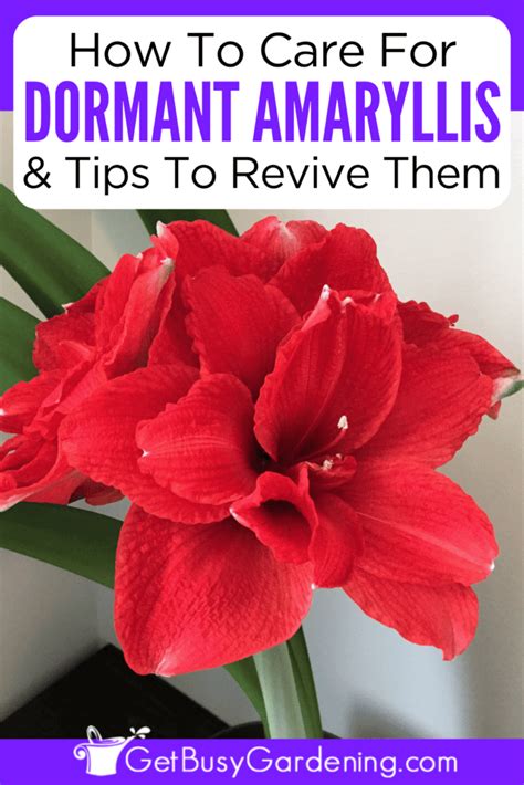 Amaryllis Dormancy: When, How Long, & How To Revive It - Get Busy Gardening