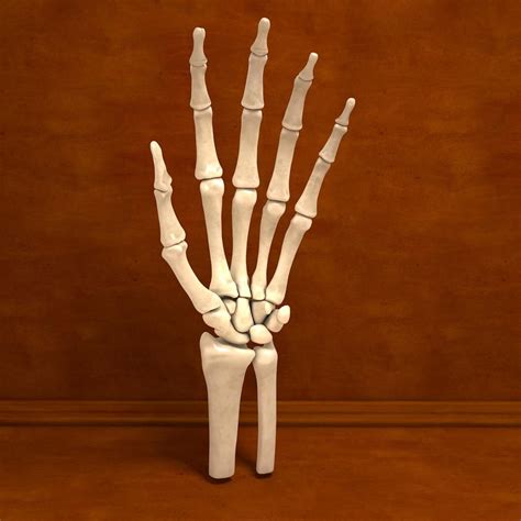 Ultimate Human Hand Bones Anatomy 3D Model #AD ,#Hand#Human#Ultimate#Model | Human hand bones ...