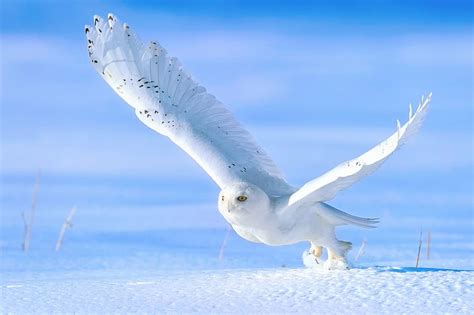 Snowy Owl Flying Wallpaper