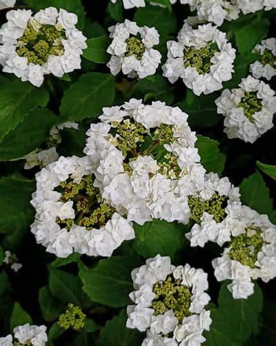 20 Dwarf Hydrangea Varieties For Small Spaces – World of Garden Plants