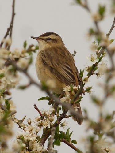 What's that little brown bird? | Wildlife Insight