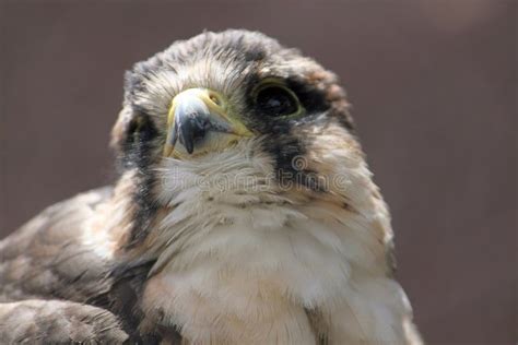 Bird of prey - falcon stock photo. Image of wildlife - 15828844