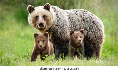 9,009,853 Mammals Images, Stock Photos, and Vectors | Shutterstock