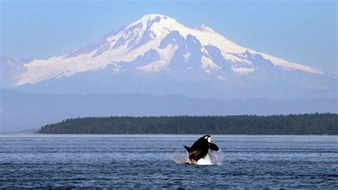 Habitat protection widened for endangered killer whales off Vancouver Island | CTV News