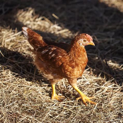 Golden Comet Chicken Pictures and Breed Information - Chicken Breeds List