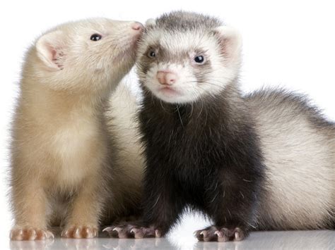 Ferret Animal Teeth