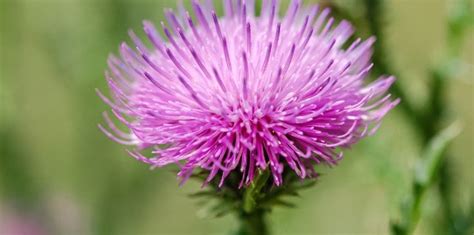 Milk Thistle Dosage: How Much Per Day Is Right for You? | Nation Health MD