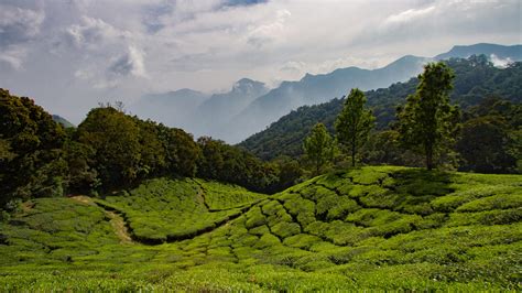 Munnar Hill Station | NOMAD