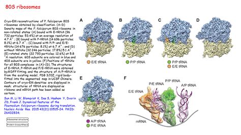 80S ribosomes