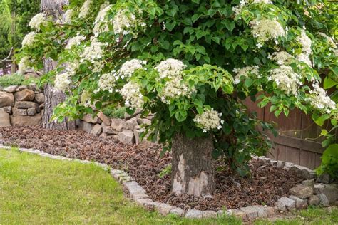 Climbing Hydrangeas (Hydrangea Petiolaris): How to Grow and Care ...