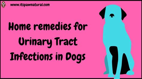 Home Remedies for Urinary Tract Infections in Dogs – It's Paw Natural