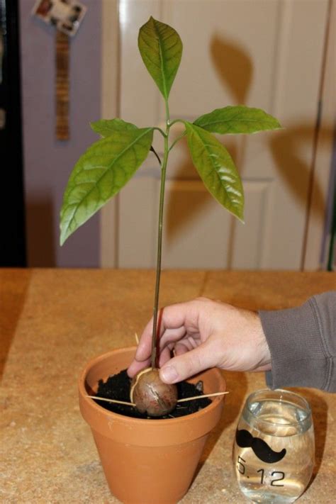 Growing an Avocado from a Pit | Avocado plant from seed, Avocado plant ...