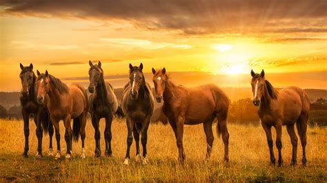 Desktop Wallpaper Horses, Herd, Sunset, Landscape, 4k, Hd Image ...