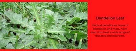 Dandelion Leaf: Health Benefits, Uses and Important Facts - PotsandPans India