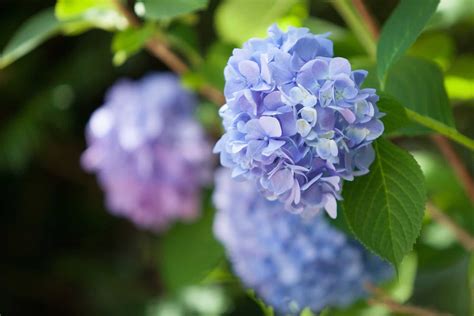 Blue Hydrangea Flower - The Garden Shed