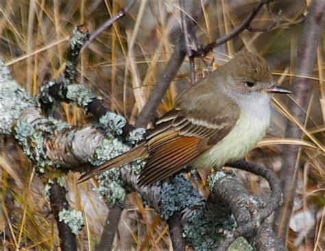 eBird Checklist - 18 Nov 2010 - Paradise - 4 species