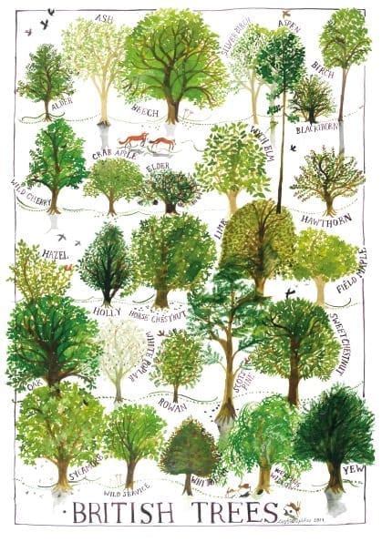 British Trees Poster Print | Driftwood Designs