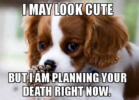 14 Funny Memes That You Must Show to Your Friend Who Own a Cavalier ...