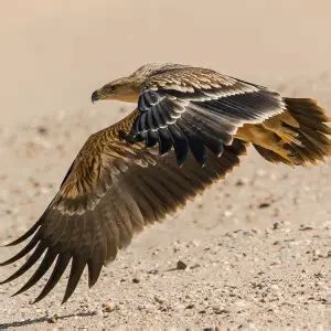 Eastern Imperial Eagle - Facts, Diet, Habitat & Pictures on Animalia.bio