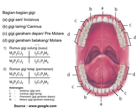 Step to Health Expert of Dental: gambar dan keterangan ANATOMI GIGI