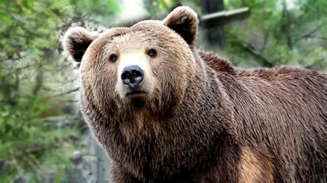 L'orso Grizzly | Animali.net